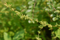 Triumfetta pentandra